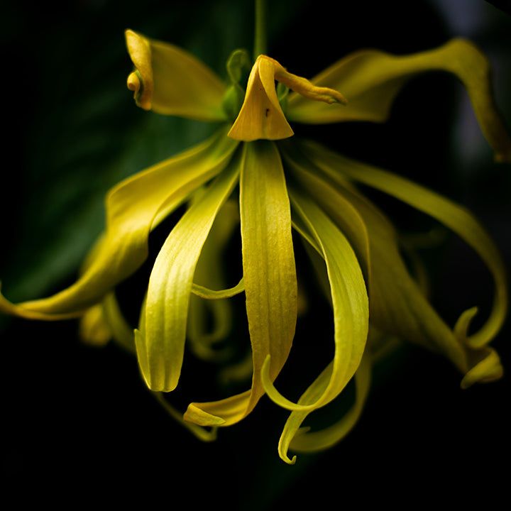 Ylang Ylang Body Butter